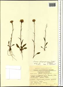 Tephroseris integrifolia subsp. atropurpurea (Ledeb.) B. Nord., Siberia, Chukotka & Kamchatka (S7) (Russia)