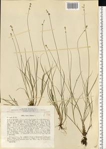 Carex loliacea L., Eastern Europe, North-Western region (E2) (Russia)