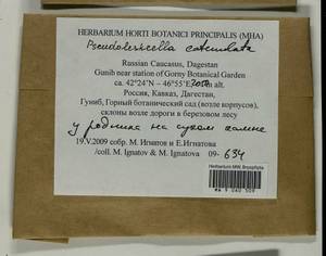 Pseudoleskeella catenulata (Brid. ex Schrad.) Kindb., Bryophytes, Bryophytes - North Caucasus & Ciscaucasia (B12) (Russia)