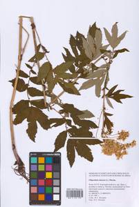 Filipendula ulmaria (L.) Maxim., Eastern Europe, Northern region (E1) (Russia)
