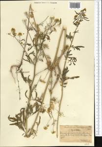 Rorippa brachycarpa (C.A. Mey.) Hayek, Middle Asia, Northern & Central Tian Shan (M4) (Kazakhstan)