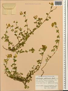 Medicago sativa subsp. glomerata (Balb.) Rouy, Caucasus, Dagestan (K2) (Russia)