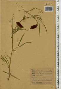 Lathyrus sativus L., Eastern Europe, Eastern region (E10) (Russia)