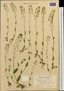 Microthlaspi perfoliatum (L.) F. K. Mey., Caucasus, Black Sea Shore (from Novorossiysk to Adler) (K3) (Russia)