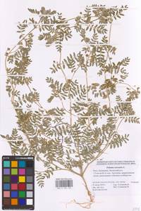 Tribulus terrestris L., Eastern Europe, Lower Volga region (E9) (Russia)