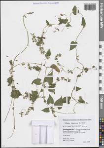 Fallopia dumetorum (L.) Holub, Eastern Europe, Moscow region (E4a) (Russia)