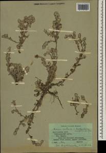 Bombycilaena erecta (L.) Smoljan., Caucasus, Dagestan (K2) (Russia)