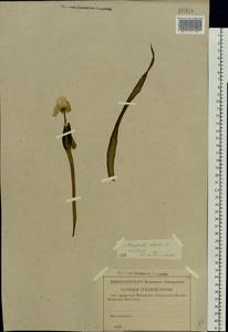 Stratiotes aloides L., Eastern Europe, North-Western region (E2) (Russia)