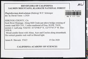 Plagiothecium denticulatum (Hedw.) Schimp., Bryophytes, Bryophytes - America (BAm) (United States)