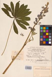 Lupinus polyphyllus Lindl., Eastern Europe, West Ukrainian region (E13) (Ukraine)
