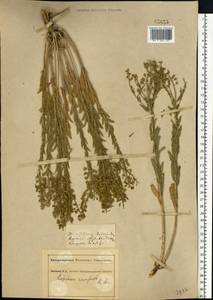 Lepidium campestre (L.) W.T. Aiton, Eastern Europe, South Ukrainian region (E12) (Ukraine)