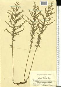 Artemisia austriaca Jacq., Eastern Europe, Central region (E4) (Russia)