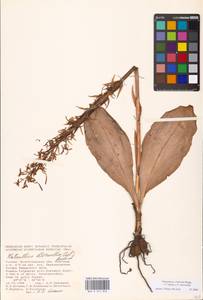 Platanthera hybrida Brügger, Eastern Europe, Lower Volga region (E9) (Russia)