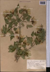 Acer tataricum subsp. semenovii (Regel & Herder) A. E. Murray, Middle Asia, Western Tian Shan & Karatau (M3) (Kazakhstan)