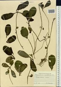 Chrysosplenium sinicum Maxim., Siberia, Russian Far East (S6) (Russia)