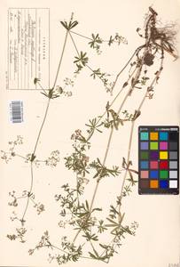 Galium mollugo L., Eastern Europe, Moscow region (E4a) (Russia)