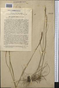 Elymus dentatus (Hook.f.) Tzvelev, Middle Asia, Pamir & Pamiro-Alai (M2) (Tajikistan)