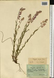 Polygala major Jacq., Eastern Europe, North Ukrainian region (E11) (Ukraine)