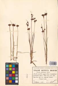 Juncus castaneus Sm., Siberia, Western Siberia (S1) (Russia)