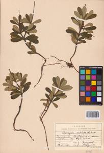 Chimaphila umbellata (L.) W. P. C. Barton, Eastern Europe, Western region (E3) (Russia)