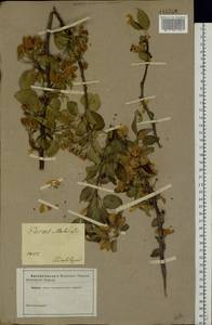 Malus sylvestris Mill., Eastern Europe, South Ukrainian region (E12) (Ukraine)