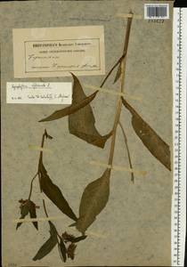 Symphytum officinale L., Eastern Europe, Middle Volga region (E8) (Russia)