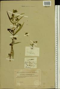 Bidens cernua L., Eastern Europe, Western region (E3) (Russia)