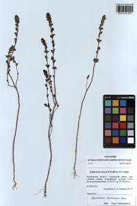 Euphrasia pectinata Ten., Siberia, Altai & Sayany Mountains (S2) (Russia)