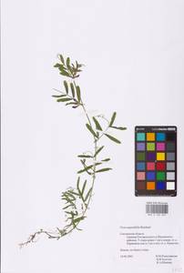 Vicia sativa subsp. nigra (L.)Ehrh., Eastern Europe, Western region (E3) (Russia)