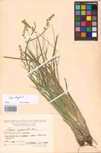 Carex elongata L., Eastern Europe, Moscow region (E4a) (Russia)