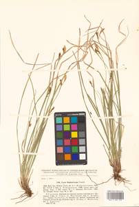 Carex blepharicarpa Franch., Siberia, Russian Far East (S6) (Russia)