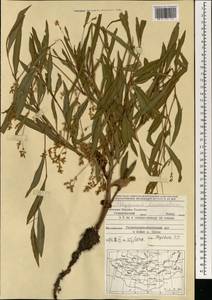 Koenigia divaricata (L.) T. M. Schust. & Reveal, Mongolia (MONG) (Mongolia)