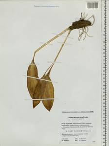 Allium microdictyon Prokh., Siberia, Baikal & Transbaikal region (S4) (Russia)