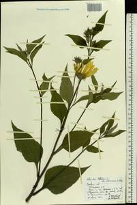Helianthus tuberosus L., Eastern Europe, Central forest-and-steppe region (E6) (Russia)