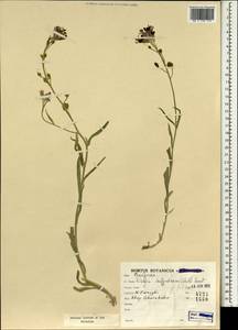 Fibigia suffruticosa (Vent.) Sweet, South Asia, South Asia (Asia outside ex-Soviet states and Mongolia) (ASIA) (Iran)