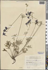 Delphinium grandiflorum L., South Asia, South Asia (Asia outside ex-Soviet states and Mongolia) (ASIA) (China)