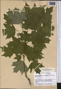 Acer saccharum Marshall, America (AMER) (United States)