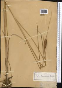 Typha laxmannii Lepech., Middle Asia, Muyunkumy, Balkhash & Betpak-Dala (M9) (Kazakhstan)