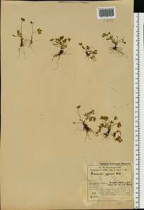 Ranunculus pygmaeus Wahlenb., Eastern Europe, Northern region (E1) (Russia)