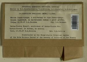 Campylium stellatum (Hedw.) Lange & C.E.O. Jensen, Bryophytes, Bryophytes - Karelia, Leningrad & Murmansk Oblasts (B4) (Russia)