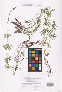 MHA 0 159 936, Veronica austriaca subsp. jacquinii (Baumg.) Watzl, Eastern Europe, Central region (E4) (Russia)