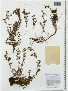 Gypsophila glandulosa (Boiss.) Walp., Caucasus, Stavropol Krai, Karachay-Cherkessia & Kabardino-Balkaria (K1b) (Russia)