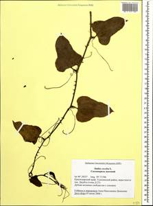 Smilax excelsa L., Caucasus, Black Sea Shore (from Novorossiysk to Adler) (K3) (Russia)