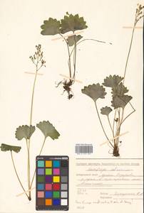 Micranthes nelsoniana subsp. aestivalis (Fisch. & C. A. Mey.) Elven & D. F. Murray, Siberia, Russian Far East (S6) (Russia)