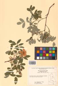 Rosa davurica Pall., Siberia, Russian Far East (S6) (Russia)