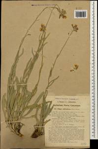 Fibigia suffruticosa (Vent.) Sweet, Caucasus, Turkish Caucasus (NE Turkey) (K7) (Turkey)