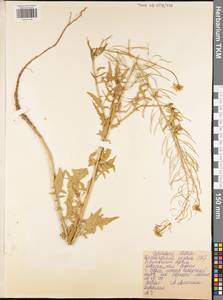 Descurainia sophia (L.) Webb ex Prantl, Eastern Europe, Central region (E4) (Russia)