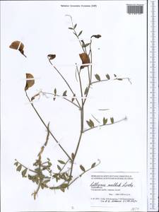 Lathyrus mulkak Lipsky, Middle Asia, Pamir & Pamiro-Alai (M2) (Tajikistan)
