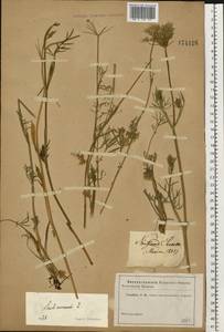 Seseli annuum L., Eastern Europe, North Ukrainian region (E11) (Ukraine)