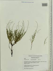 Equisetum palustre L., Eastern Europe, Central forest region (E5) (Russia)